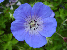 Wiesen-Storchschnabel - Geranium pratense ‘Rozanne’