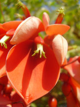 Korallenbaum - Erythrina crista-galli