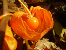 Lampionblume - Physalis alkekengi