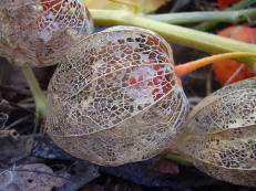 Lampionblume - Physalis alkekengi