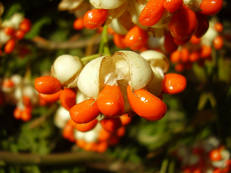 Japanischer Spindelstrauch - Euonymus japonicus