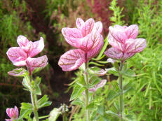 Vorschau: PC140040_Buntschopf-Salbei__Salvia_viridis_g