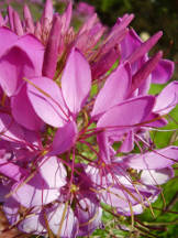 Spinnenblume - Cleome spinosa