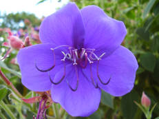 Blüte von Tibouchina urvilleana