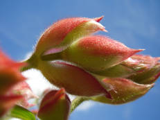 Knospe von Tibouchina urvilleana