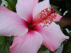 Chinesischer Roseneibisch - Hibiscus rosa-sinensis