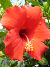 Chinesischer Roseneibisch - Hibiscus rosa-sinensis