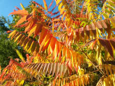 Vorschau: Angelbachtal63_Essigbaum__Rhus_typhina_g