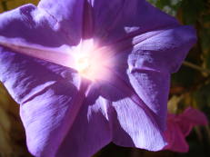 Vorschau: P2120111_Purpur-Prunkwinde__Ipomoea_purpurea_g