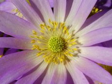 Vorschau: P3200003b_Strahlenanemone__Anemone_blanda_Violet_Star_g