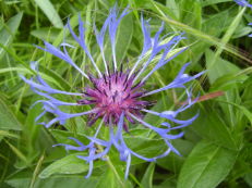 Vorschau: P5030015_Berg-Flockenblume__Centaurea_montana_g