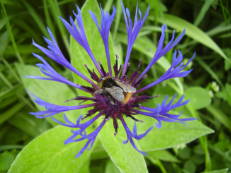 Vorschau: P5030018_Berg-Flockenblume__Centaurea_montana_g