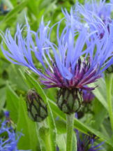 Vorschau: P5030022_b_Berg-Flockenblume__Centaurea_montana_g