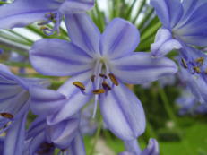 Vorschau: P8020053_Schmucklilie__Agapanthus_g