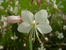 Vorschau: P8020062_Prachtkerze__Gaura_lindheimeri_g