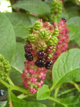 Vorschau: P8020077_Asiatische_Kermesbeere__Phytolacca_esculenta_g