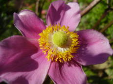 Vorschau: P8210031_Herbstanemone__Anemone_japonica_g