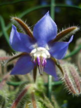 Vorschau: P8240047_Borretsch__Borago_officinalis_g