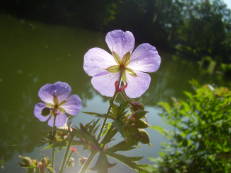 Vorschau: P8240066_Wiesen-Storchschnabel__Geranium_pratense_g