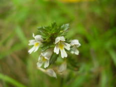 Vorschau: P9050035_Hain-Augentrost__Euphrasia_nemorosa_g