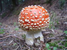 Vorschau: P9050039_Fliegenpilz__Amanita_muscaria_g