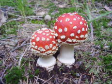 Vorschau: P9050044_Fliegenpilz__Amanita_muscaria_g