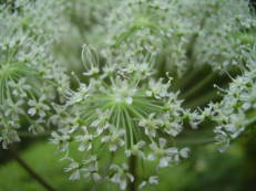 Vorschau: P9050061_Wald-Engelwurz__Angelica_sylvestris_g