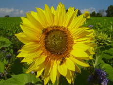 Vorschau: PA030036_Sonnenblume__Helianthus_annuus_g