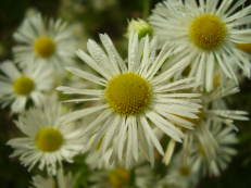 Vorschau: PB090074_Einjaehriges_Berufkraut__Erigeron_annuus_g