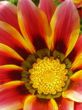 Mittagsgold - Gazania rigens