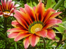 Vorschau: P5020046_Mittagsgold__Gazania_rigens_g