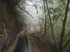 Levada im Nebel