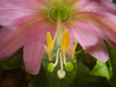 Bananen-Passionsblume - Passiflora mollissima