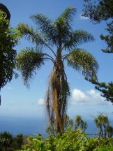 Königspalme - Roystonea regia