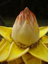 Vorschau: P5050302_Golden-Lotus-Banane__Musella_lasiocarpa_g