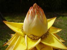Golden-Lotus-Banane - Musella lasiocarpa