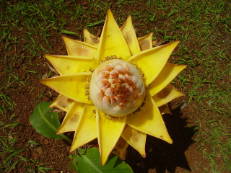 Golden-Lotus-Banane - Musella lasiocarpa