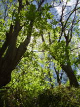 Mai im Kastanienwald