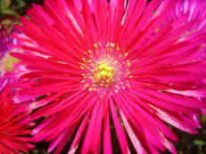 Mittagsblume - Lampranthus multiradiatus