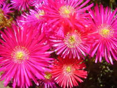 Vorschau: P5060444_Mittagsblume__Lampranthus_multiradiatus_g