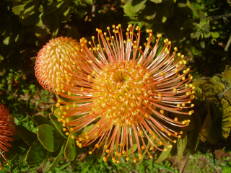 Nadelkissen-Blume - Leucospermum cordifolium