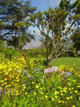 Blandy's Garden, Madeira