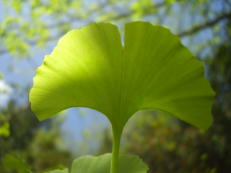 Ginkgo - Ginkgo biloba