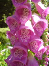 Roter Fingerhut - Digitalis purpurea