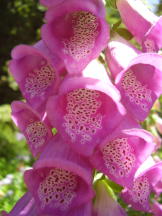 Roter Fingerhut - Digitalis purpurea