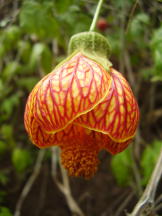 Schönmalve - Abutilon pictum