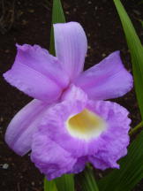 Cattleya-Orchidee - Cattleya species