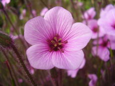 Madeira-Storchenschnabel - Geranium maderense