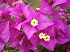 Kahle Drillingsblume - Bougainvillea glabra