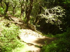 Brücke im Lorbeerwald